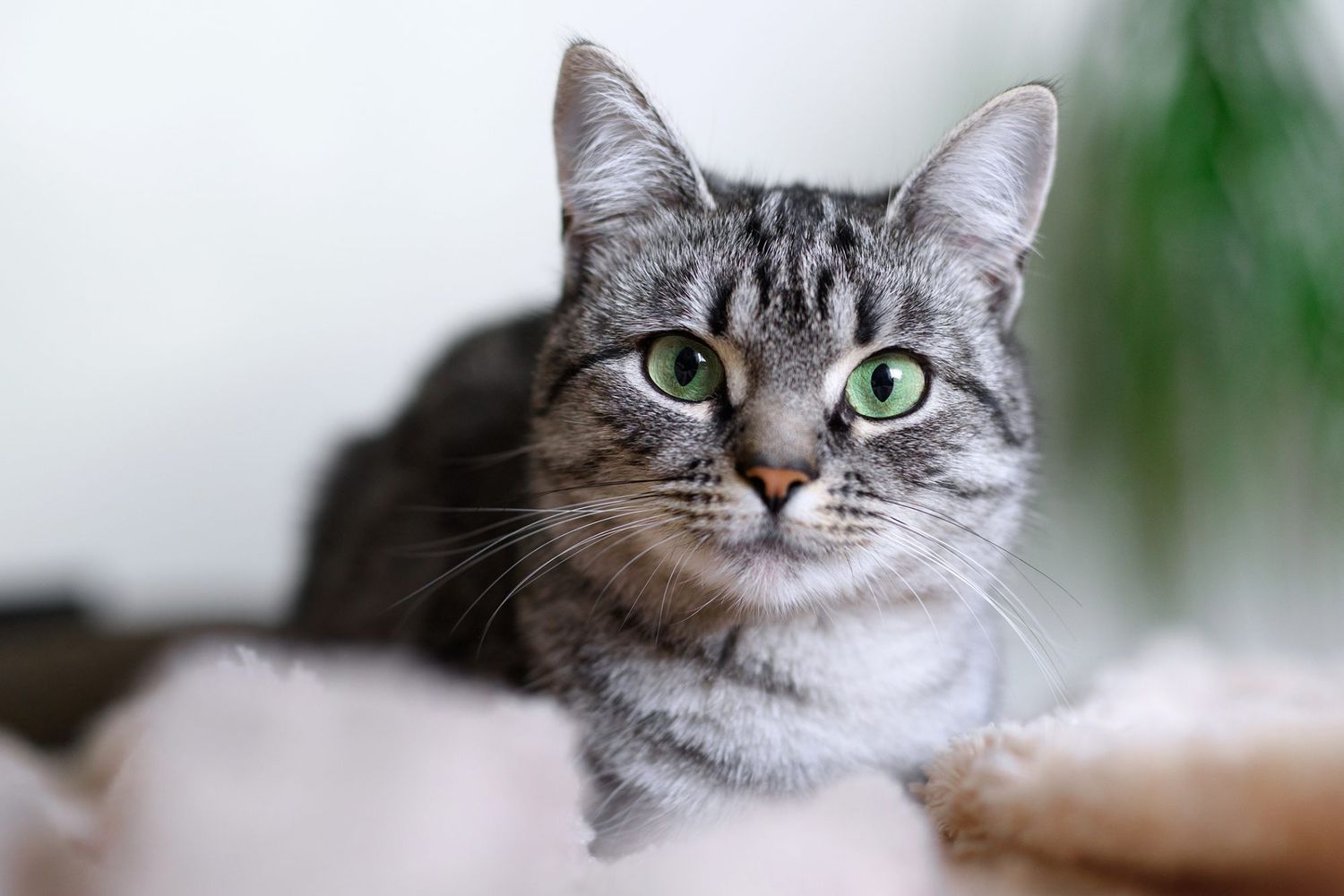 Grey Cat Looking at Camera