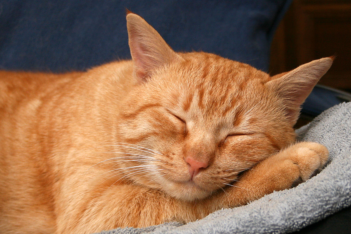 An Orange Cat Sleeping