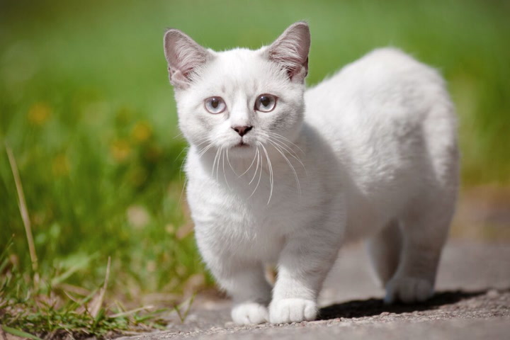 A Small White Cat Looking At Camera