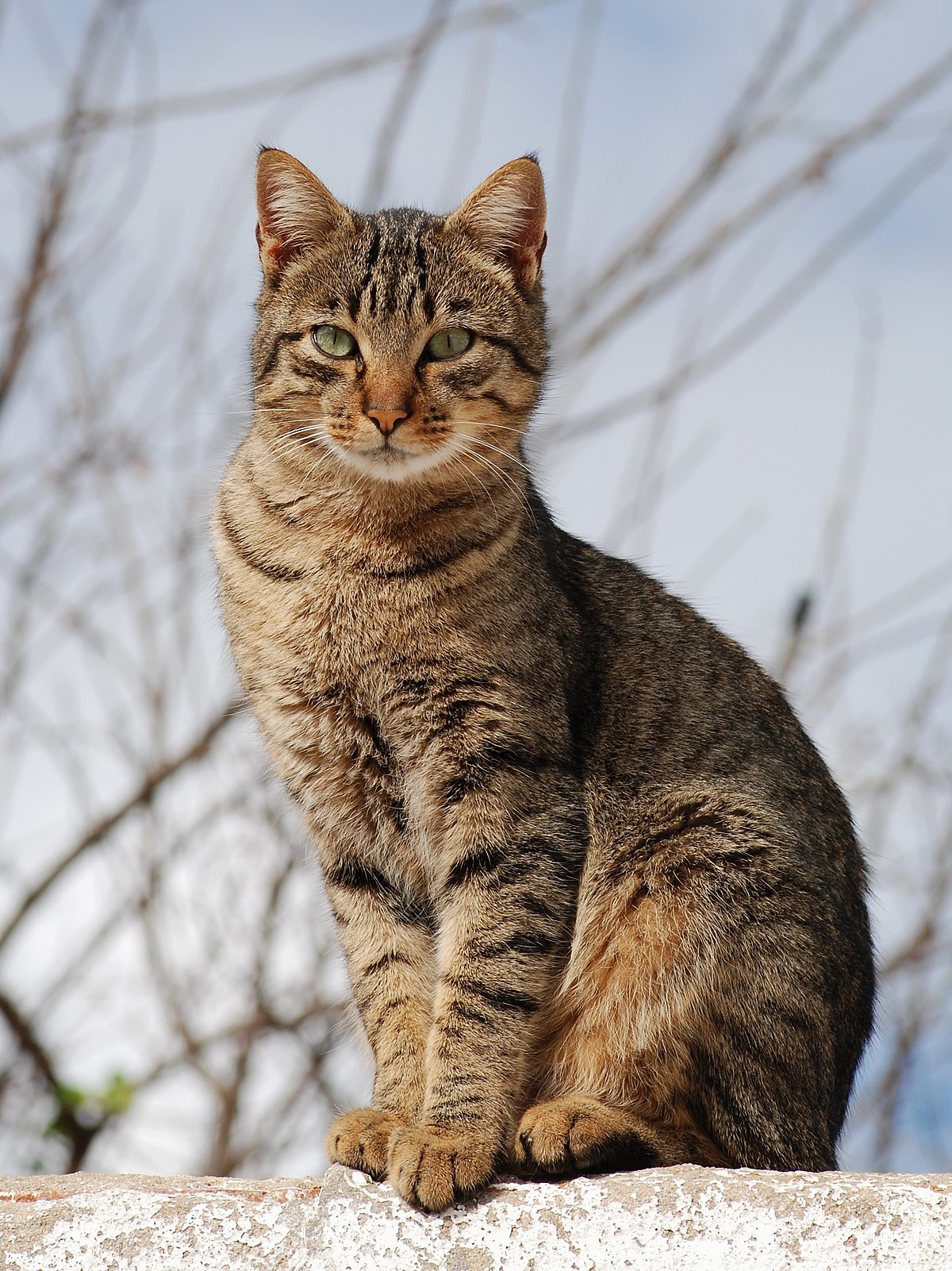 Alert Tabby Cat In Nature